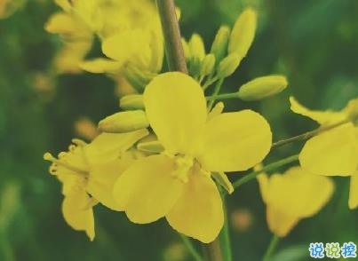 好美的油菜花說說帶圖片 油菜花唯美說說配圖5