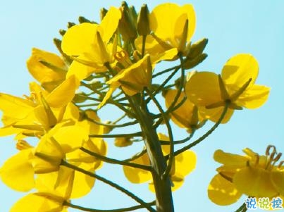 好美的油菜花說說帶圖片 油菜花唯美說說配圖7
