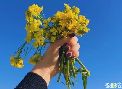 好美的油菜花說說帶圖片 油菜花唯美說說配圖8