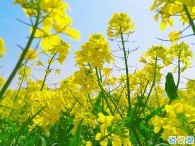 好美的油菜花說說帶圖片 油菜花唯美說說配圖10