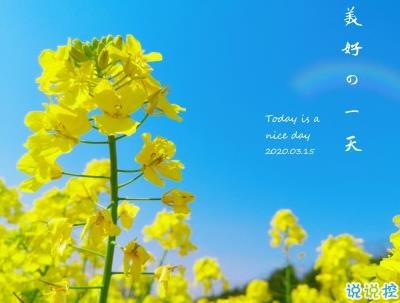 好美的油菜花說說帶圖片 油菜花唯美說說配圖11