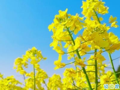 好美的油菜花說說帶圖片 油菜花唯美說說配圖12