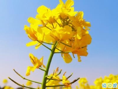好美的油菜花說說帶圖片 油菜花唯美說說配圖13