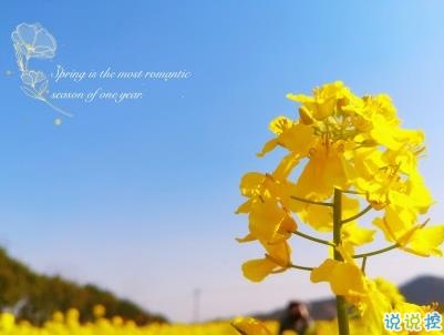 好美的油菜花說說帶圖片 油菜花唯美說說配圖14