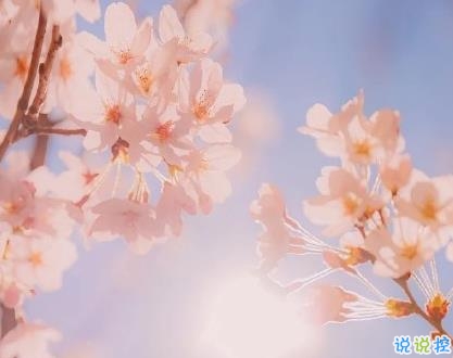 抖音最美櫻花文案 2020春天櫻花唯美句子簡短1