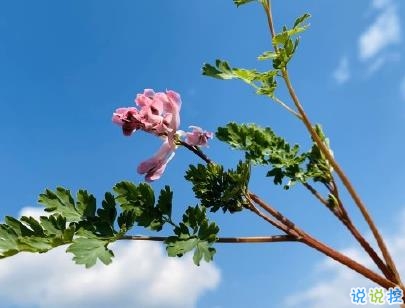 四月唯美簡(jiǎn)短心情說說 2020四月你好說說句子1