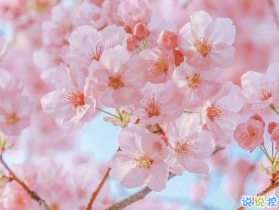 春天桃花盛開的說說帶圖片 賞花曬花的朋友圈文案1