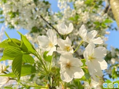 春天桃花盛開的說說帶圖片 賞花曬花的朋友圈文案4