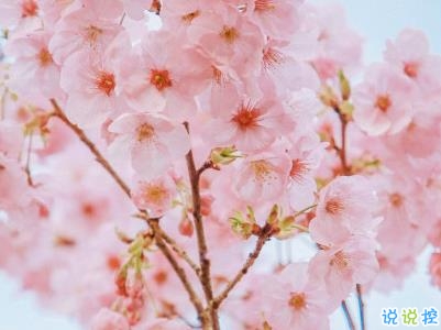 春天桃花盛開的說說帶圖片 賞花曬花的朋友圈文案5