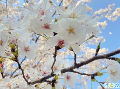 春天桃花盛開的說說帶圖片 賞花曬花的朋友圈文案6