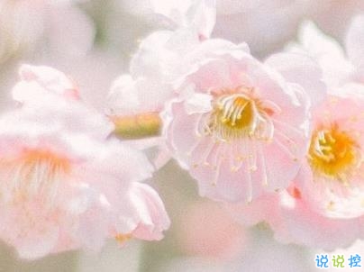 春天桃花盛開的說說帶圖片 賞花曬花的朋友圈文案9