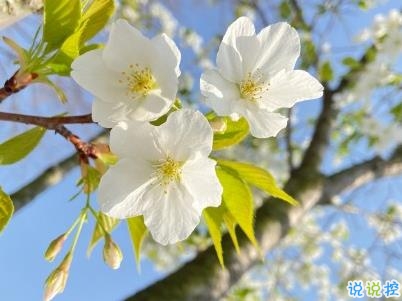 春天桃花盛開的說說帶圖片 賞花曬花的朋友圈文案10