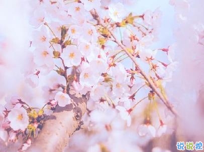 春天桃花盛開的說說帶圖片 賞花曬花的朋友圈文案12
