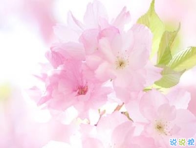 春天桃花盛開的說說帶圖片 賞花曬花的朋友圈文案15