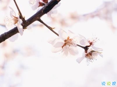 春天優(yōu)美文藝說說帶圖片 值得收藏的春季文案2