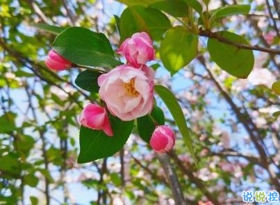春天優(yōu)美文藝說說帶圖片 值得收藏的春季文案4