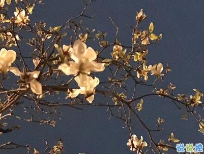 春天優(yōu)美文藝說說帶圖片 值得收藏的春季文案5