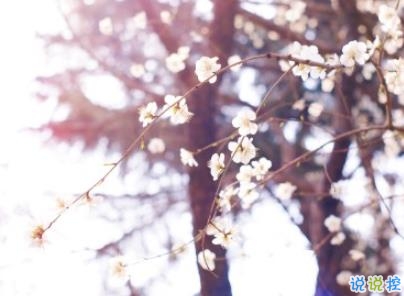 春天優(yōu)美文藝說說帶圖片 值得收藏的春季文案9