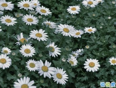 春天優(yōu)美文藝說說帶圖片 值得收藏的春季文案12