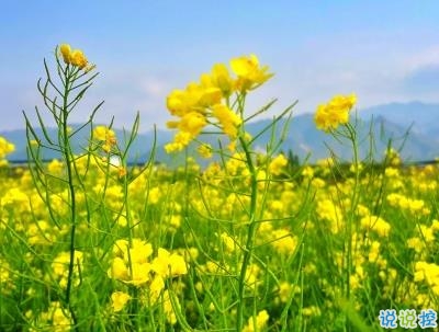 春天優(yōu)美文藝說說帶圖片 值得收藏的春季文案14