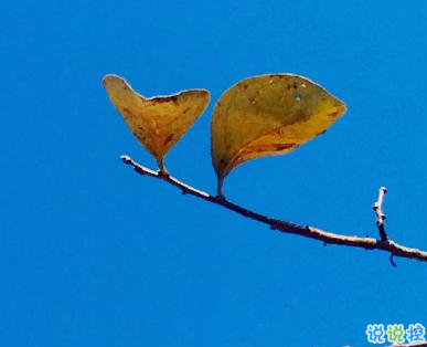 早安心語內(nèi)涵勵志 隱藏野心悄悄發(fā)光1