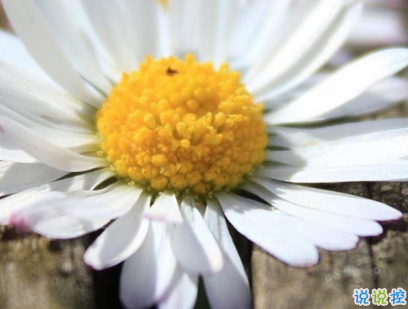 2020清明節(jié)說說最新 清明節(jié)說說思念親人1