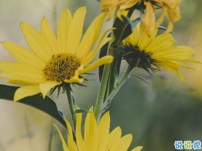 超級溫柔的春天說說帶圖片 抖音春天文案說說8