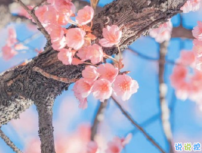 超級溫柔的春天說說帶圖片 抖音春天文案說說10