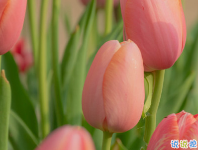 超級溫柔的春天說說帶圖片 抖音春天文案說說12