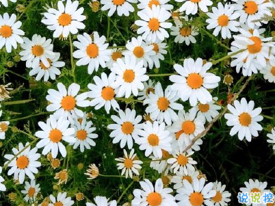 清明節(jié)說說心情短語帶圖片 2020清明節(jié)安康12