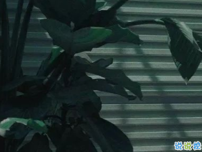 愛而不得悲傷文案 遺憾錯(cuò)過的感情句子配圖7