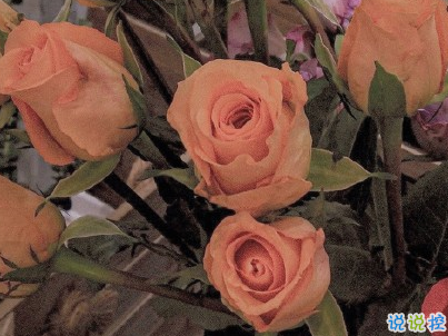 最新早安暖心話給老婆 早安我的老婆大人2