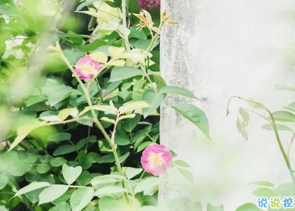 最經(jīng)典的愛情說說女生必知 經(jīng)歷失敗感情后明白的道理1