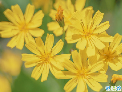 暖心美好微信句子帶圖片 特別美好的小句子12