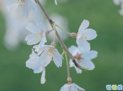 暖心美好微信句子帶圖片 特別美好的小句子3