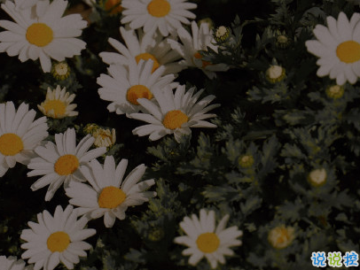 對喜歡的人說一句話 有點傷感心酸的愛情句子2