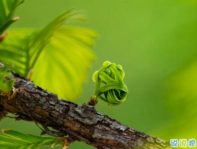 2020谷雨節(jié)氣唯美說說配圖 谷雨祝福唯美暖人心9