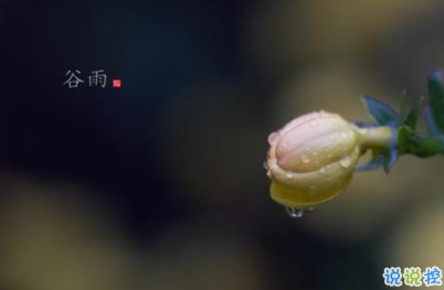 2020谷雨節(jié)氣唯美說說配圖 谷雨祝福唯美暖人心7