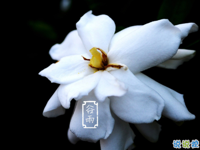 2020谷雨節(jié)氣唯美說說配圖 谷雨祝福唯美暖人心8