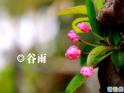 2020谷雨節(jié)氣唯美說說配圖 谷雨祝福唯美暖人心11