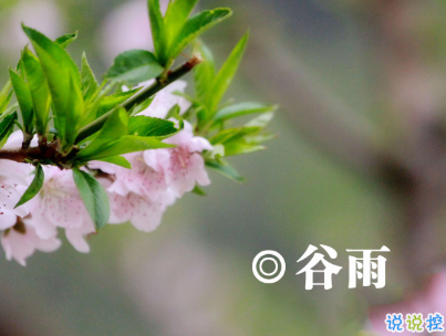 2020谷雨節(jié)氣唯美說說配圖 谷雨祝福唯美暖人心14