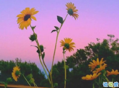 夏天心情說說個性句子 文藝風(fēng)夏日文案帶圖片10