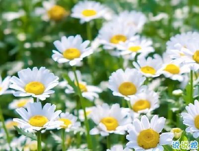 夏天心情說說個性句子 文藝風(fēng)夏日文案帶圖片3