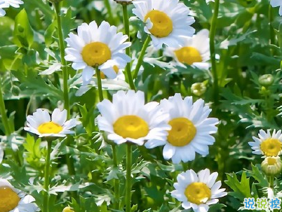 母親節(jié)微信小句子帶圖片 為媽媽慶祝母親節(jié)的經(jīng)典說說12