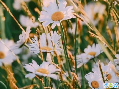 母親節(jié)微信小句子帶圖片 為媽媽慶祝母親節(jié)的經(jīng)典說說4