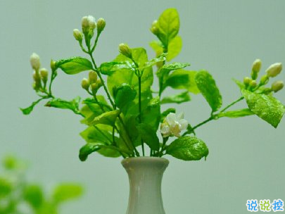 適合夏天的短句說(shuō)說(shuō)帶圖片 2020夏天的味道心情短語(yǔ)15