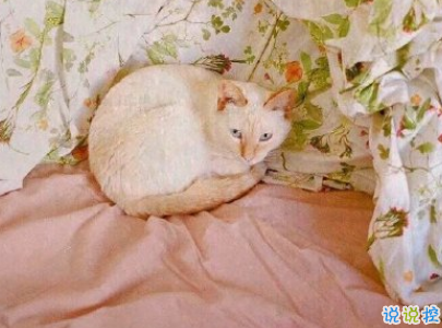 520情人節(jié)甜句子帶圖片 520最暖心情話20208