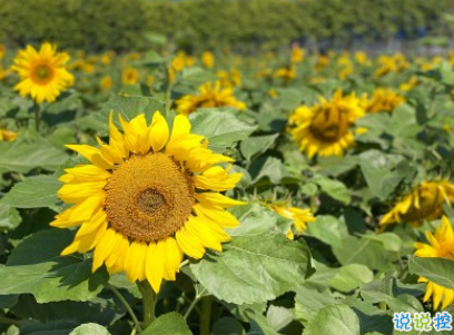 520情侶浪漫告白句子 520情人節(jié)幸福說(shuō)說(shuō)2020最新2