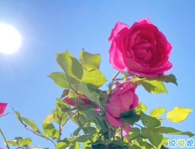 最火愛情英文短句帶翻譯 你穩(wěn)穩(wěn)的住在我心底1