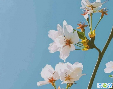 戀愛朋友圈文案 非常唯美好聽的戀愛說說2